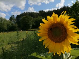 Tournesol