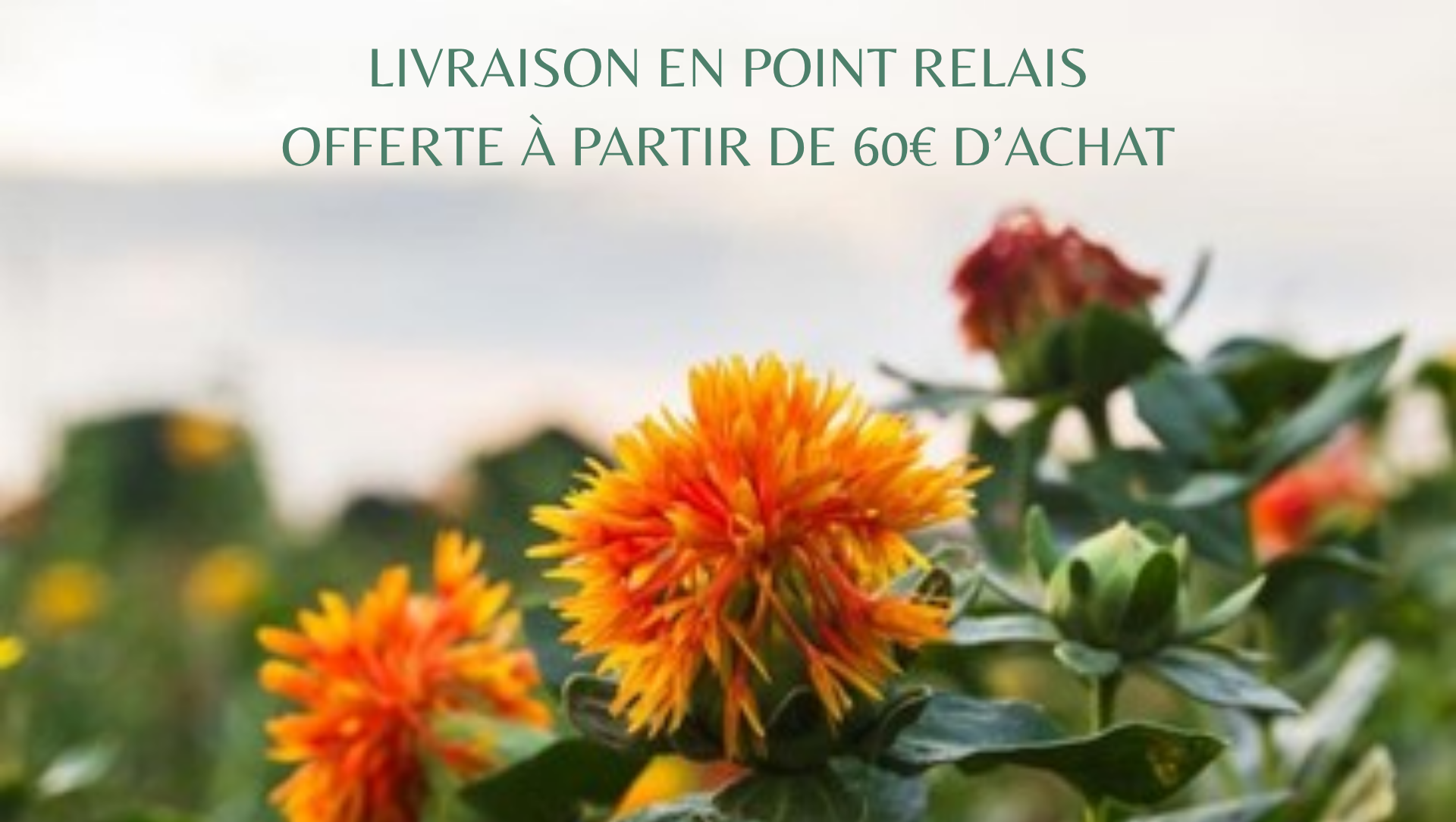 livraison offerte à partir de 60€